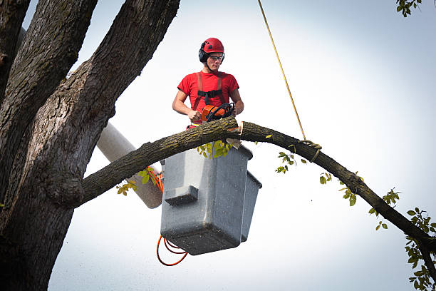 Seasonal Cleanup (Spring/Fall) in Venersborg, WA